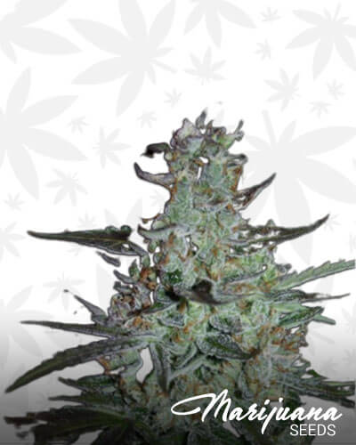 Blue Mazar Aka f5 – ROOR Blue Mazar
