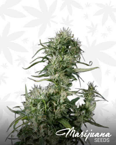 Blue Neville’s Chem