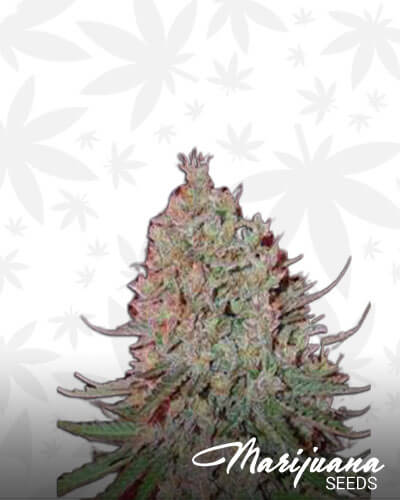 Blue Nitro Haze