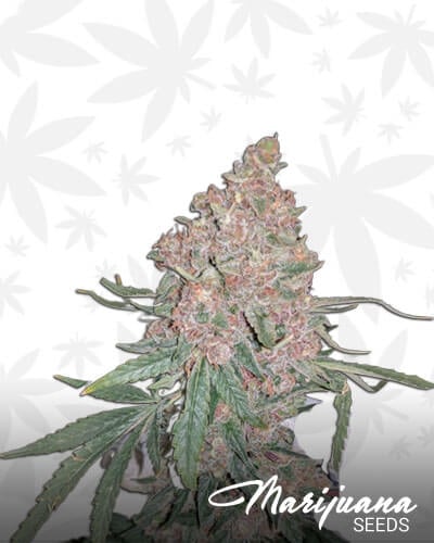 Blue Orca Haze