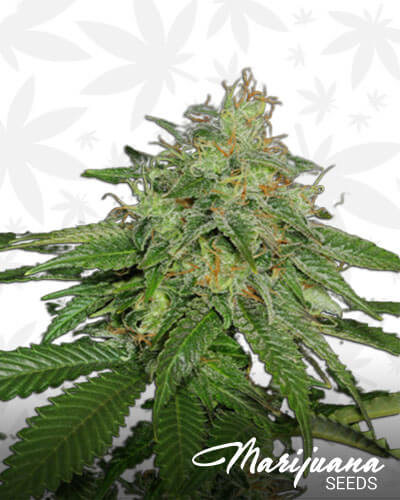 Blue Sage