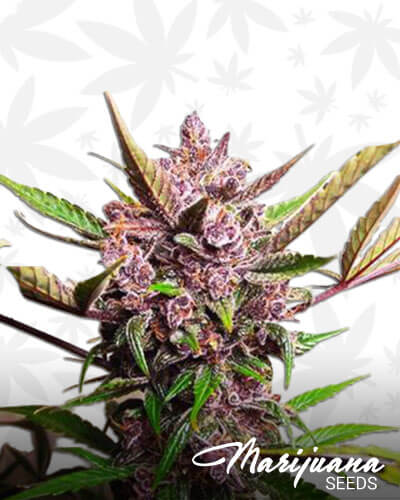 Blueberry Automatic