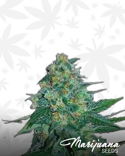 Blueberry Blast Autoflowering