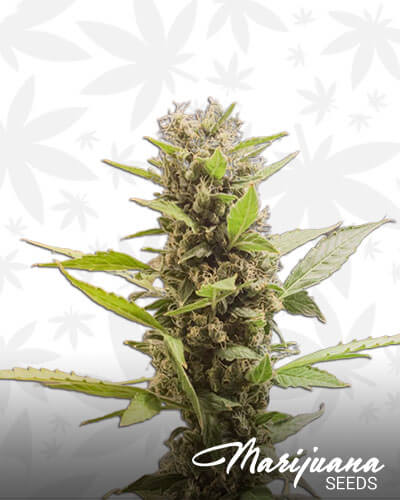 Blueberry Cheese Automatic