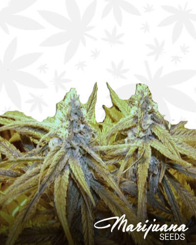Blueberry Crack Aka Blue Dream Crack