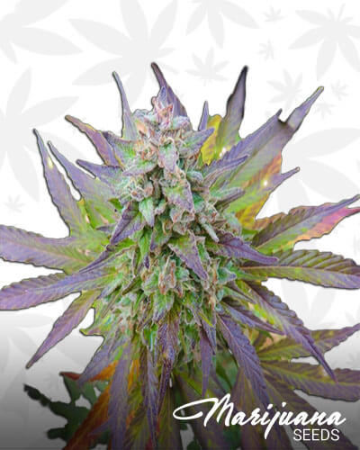 Blueberry Gum