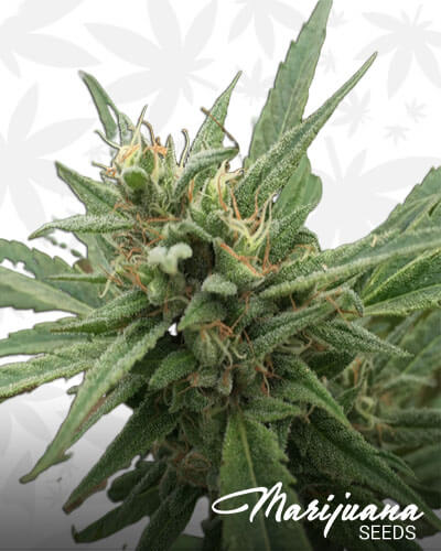 Blueberry Headband Auto