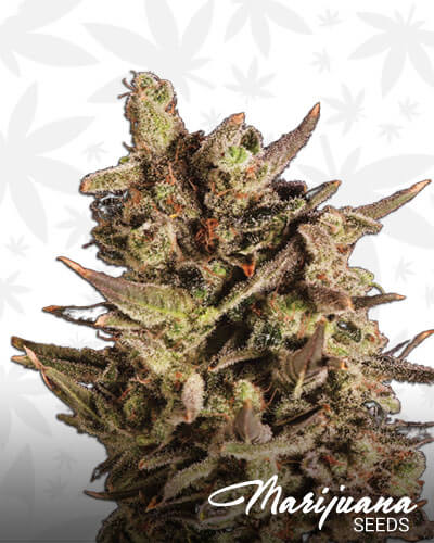 Blueberry Headband x SCBDx