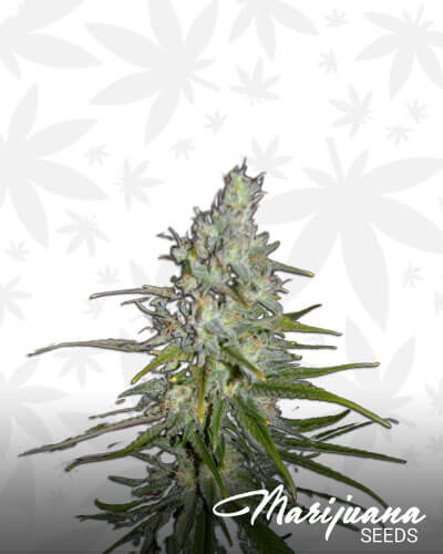 Blueberry Original 99