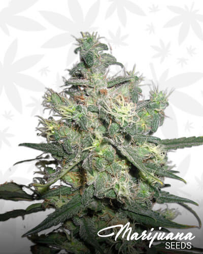 Blueberry Punch