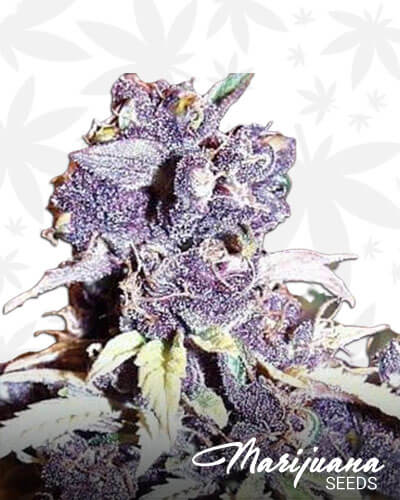 Blueberry Sativa