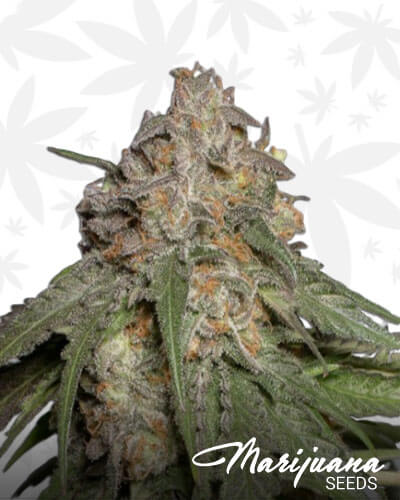 Blueberry x Headband x Sour Lemon Larry