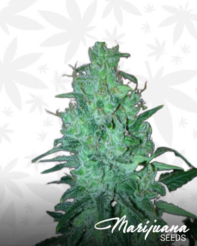Blueberry x Power Plant
