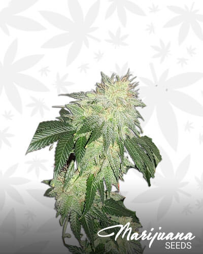 Bluebird Kush