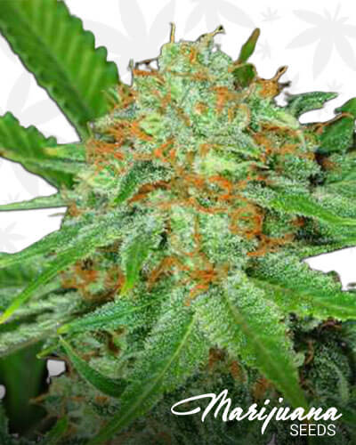 Bogglegum