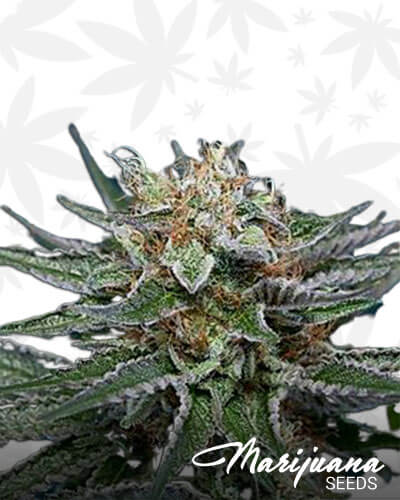 Bombers Dessert Kush