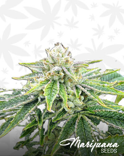 Bones OG
