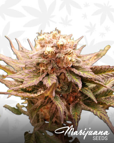 Boy Scout Cookies