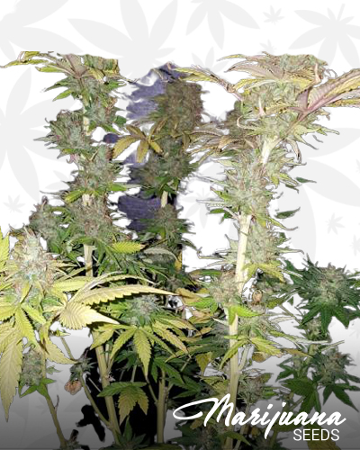 Braindamage Autoflowering