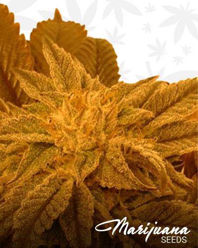 Brenda’s Skunk x NL