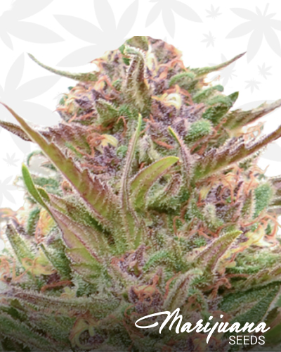 BrightBerry Cookies