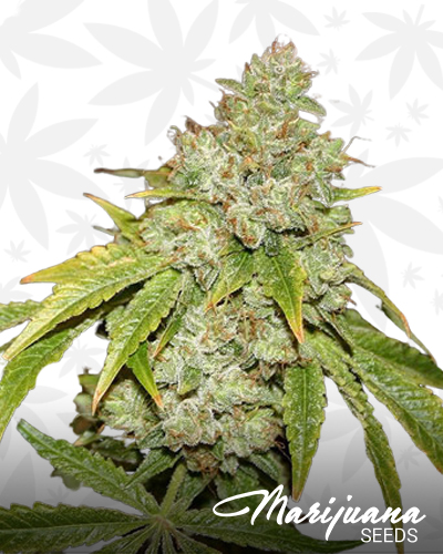 Broad Leaf Black