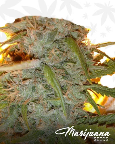 Bruce Banner 3 x Amnesia Haze