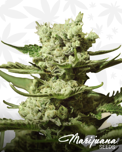 Bruce Banner 3