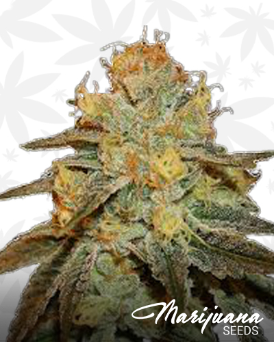 Bruce Banner Fast Version