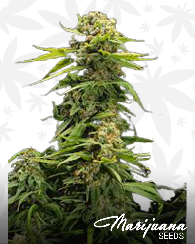 Bruce Banner OG