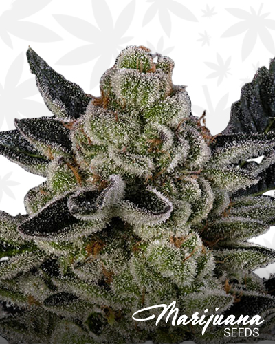 Bruce Banner Redux