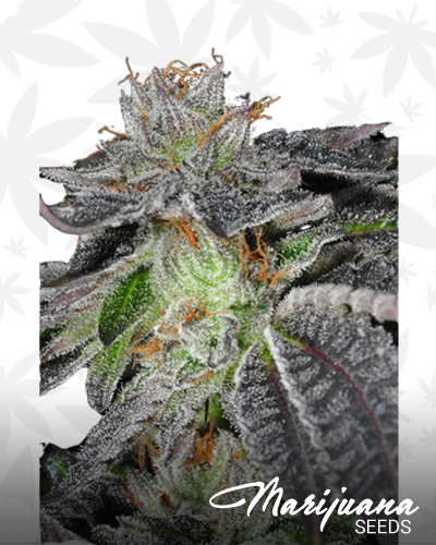 Bubba 13