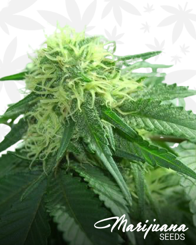 Bubba Chunk