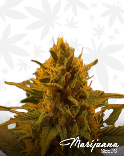 Bubble Glue Auto