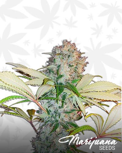 Bubble Kush
