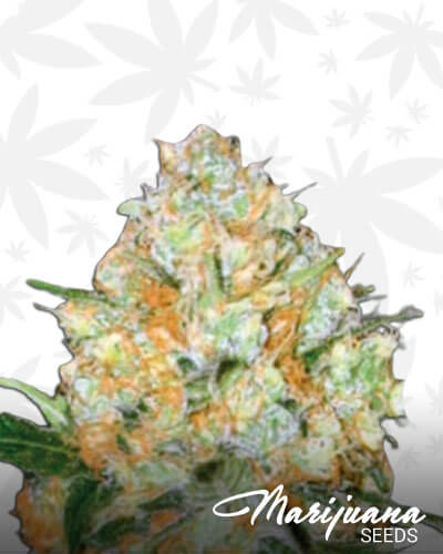 Bubblegum 1