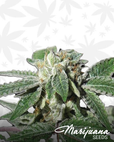 Buddha Kush OG