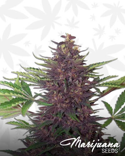 Buddha Purple Kush