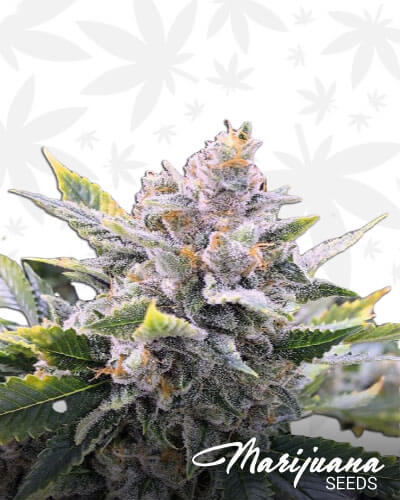 BumbleBee OG