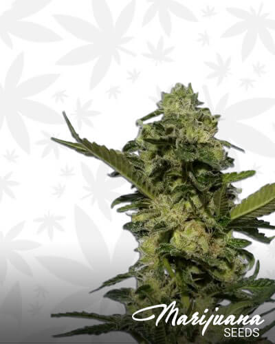 Burmese Skunk