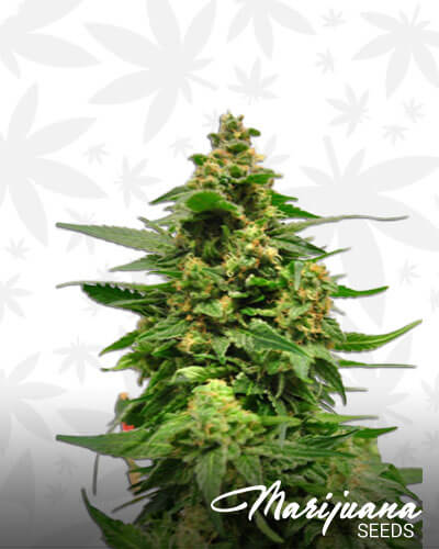 Burning Bush