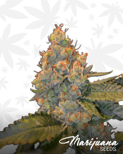 Bushman Kush