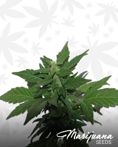 Bushy Ryder Autoflowering