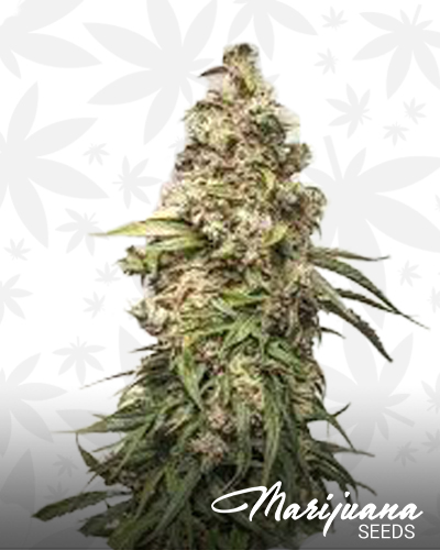 CBD Auto Charlotte’s Angel