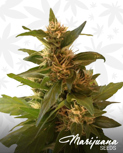 CBD Big Bud