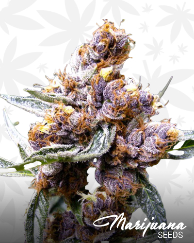 CBD Blueberry