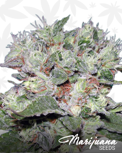 CBD Bomb