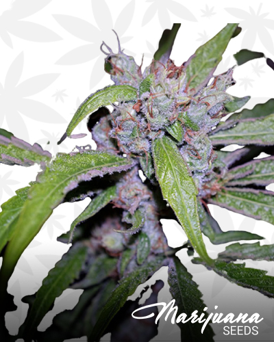 CBD Cherry Kush