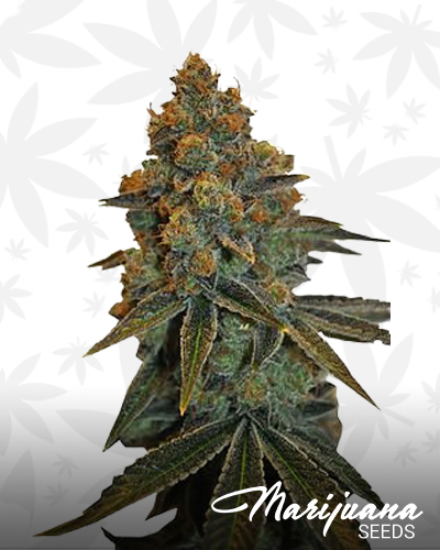 CBD D Diesel