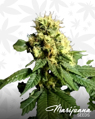 CBD Divine